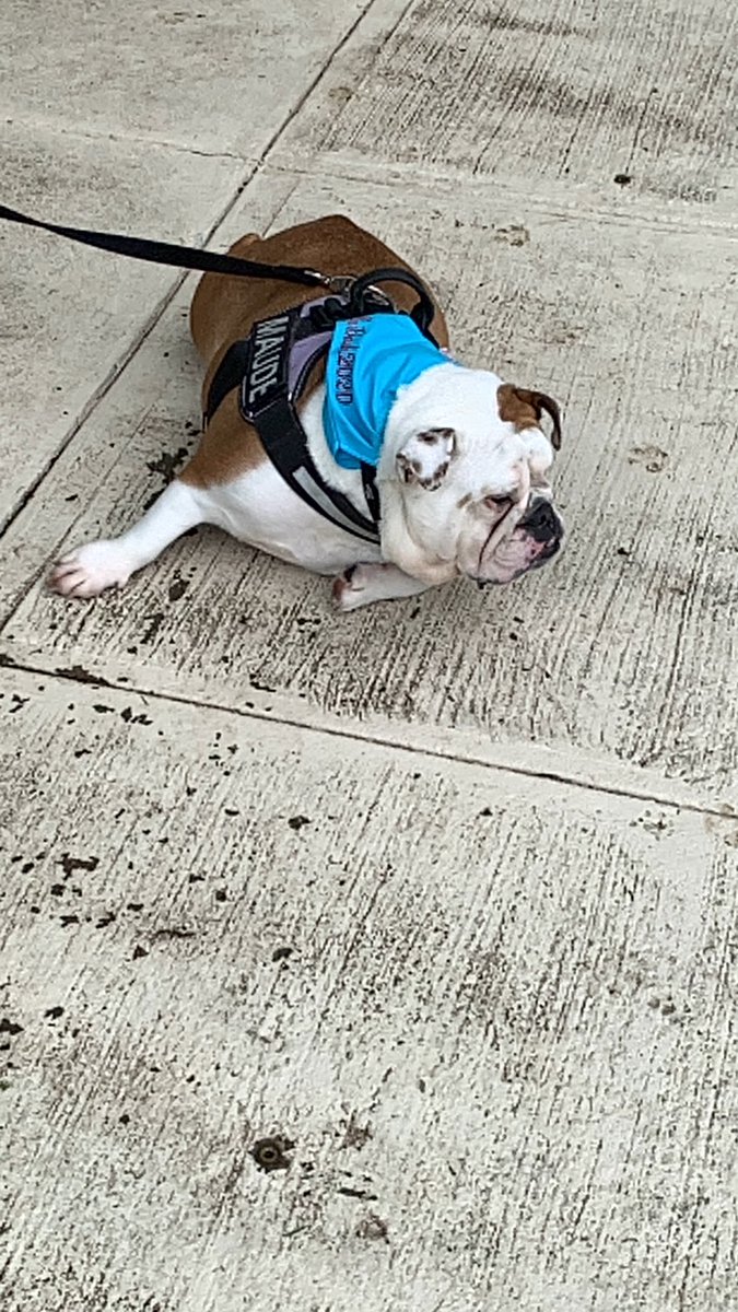 AKCHercules's tweet photo. @MBandmann @RoscoeLonestar @mikepoll77 Maude is hot! Saw her in person at #BullyBash2020 😘😘😘 https://t.co/PwpBky85mU