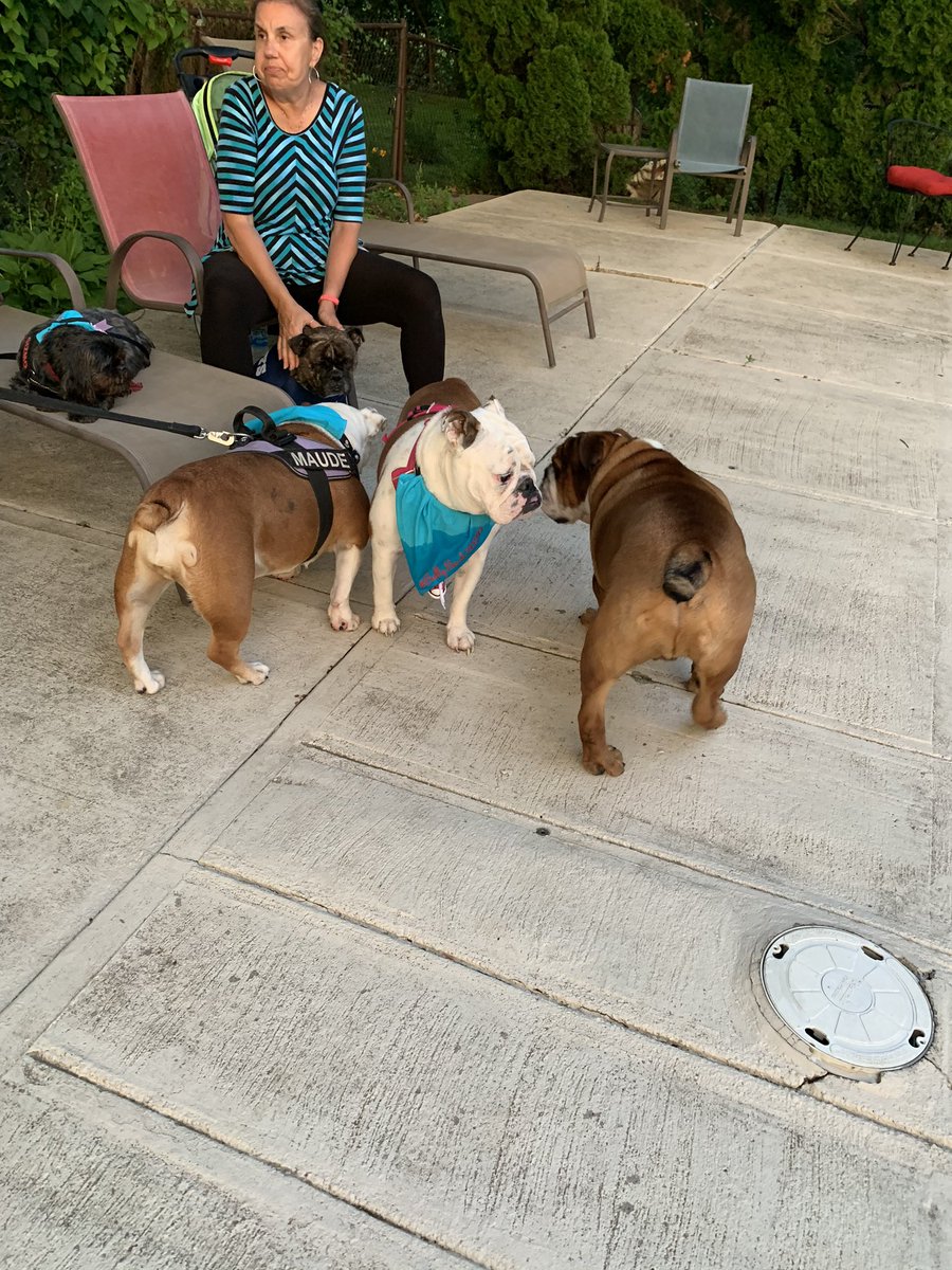 AKCHercules's tweet photo. @MBandmann @RoscoeLonestar @mikepoll77 Maude is hot! Saw her in person at #BullyBash2020 😘😘😘 https://t.co/PwpBky85mU