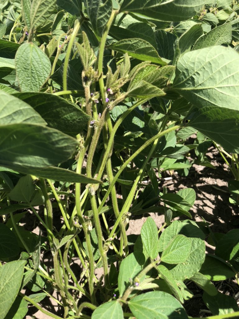 cndaggie's tweet image. These @thunder_seed TH 33003 R2Y beans are looking great south of Boissevain.  One of our older varieties but still performs consistently.  Tall, upright and high yielding.  @InKfarms #BoissevainSelectSeeds #FirstInTheField