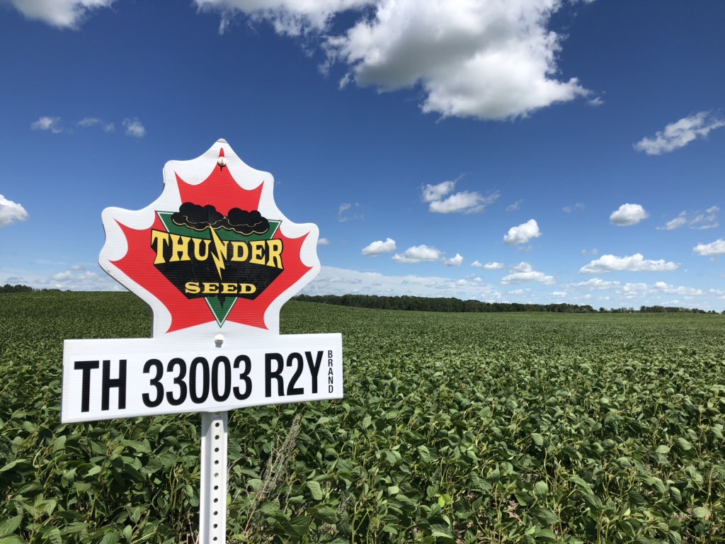 cndaggie's tweet image. These @thunder_seed TH 33003 R2Y beans are looking great south of Boissevain.  One of our older varieties but still performs consistently.  Tall, upright and high yielding.  @InKfarms #BoissevainSelectSeeds #FirstInTheField