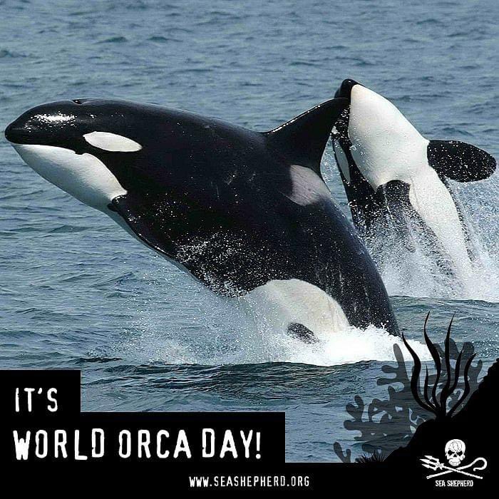 It’s my favorite day for my favorite animal. #WorldOrcaDay worldorcaday.org <a href="/OrcaIngrid/">Dr Ingrid N. Visser (PhD)</a>
