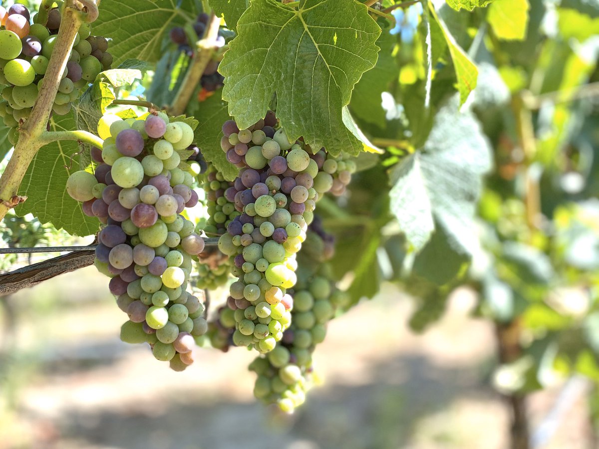 Nothing beats the excitement of harvest, but this is a close second! #veraison #vintage2020 #pinotnoir