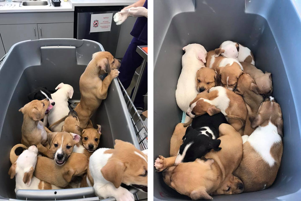 Aspca Do You Need A Feel Good Story To Brighten Your Day Find Out How Leo A Miami Resident With A Heart Of Gold Became An Instant Puppy Rescuer Aspca Do You Need A Feel Good Story To Brighten Your Day Find Out How Leo A Miami Resident With A Heart Of Gold Became An Instant Puppy Rescuer