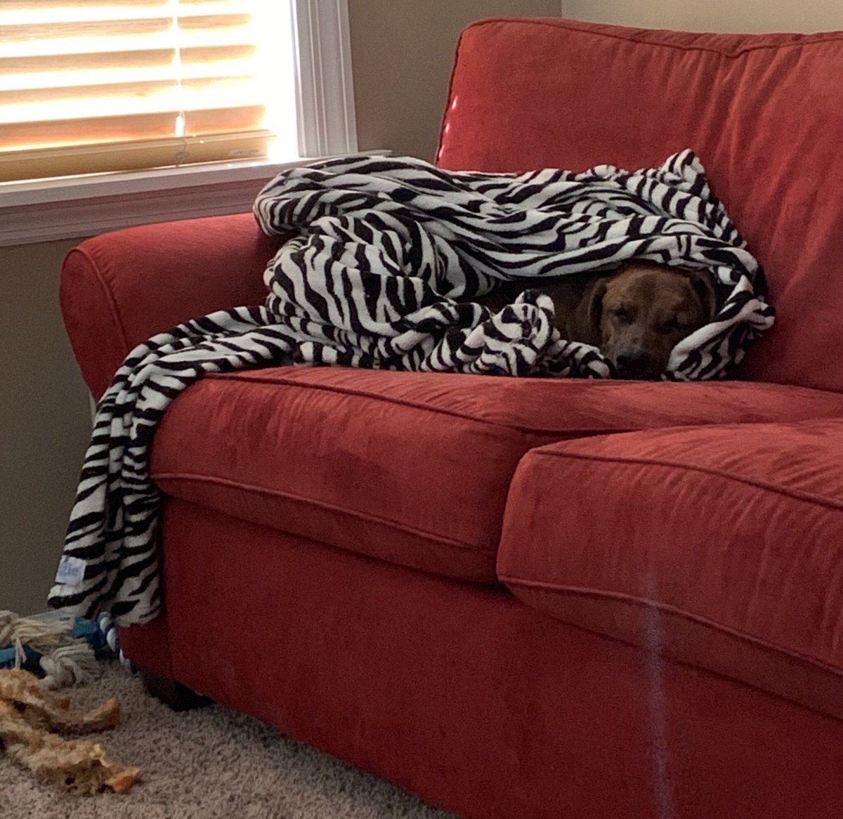 moneebler's tweet photo. Living his best covid life. #COVID19 https://t.co/n5q7xrRctO