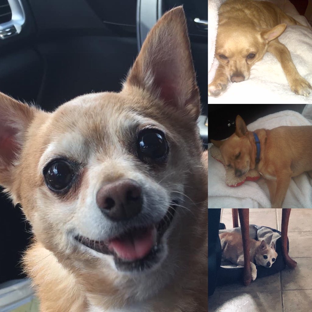 ChefBarryLofton's tweet image. Anyone who’s known me for more than 5 minutes has heard stories about our dog Webster. Sadly, he fell ill yesterday and crossed the rainbow bridge late last night. Rest easy sweet boy - you were the best friend I could have ever wanted. We will miss you deeply and forever.