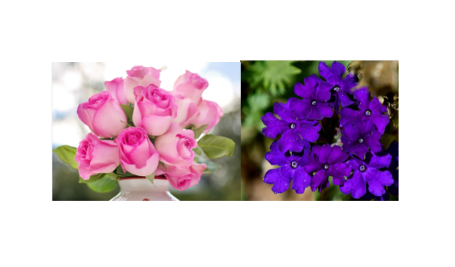 BKlover88's tweet photo. Beautiful violets RT @JSilverStyle: Q6: Most romantic flowers roses or violets? #SummerRomanceReads https://t.co/pbY6TbTGbP