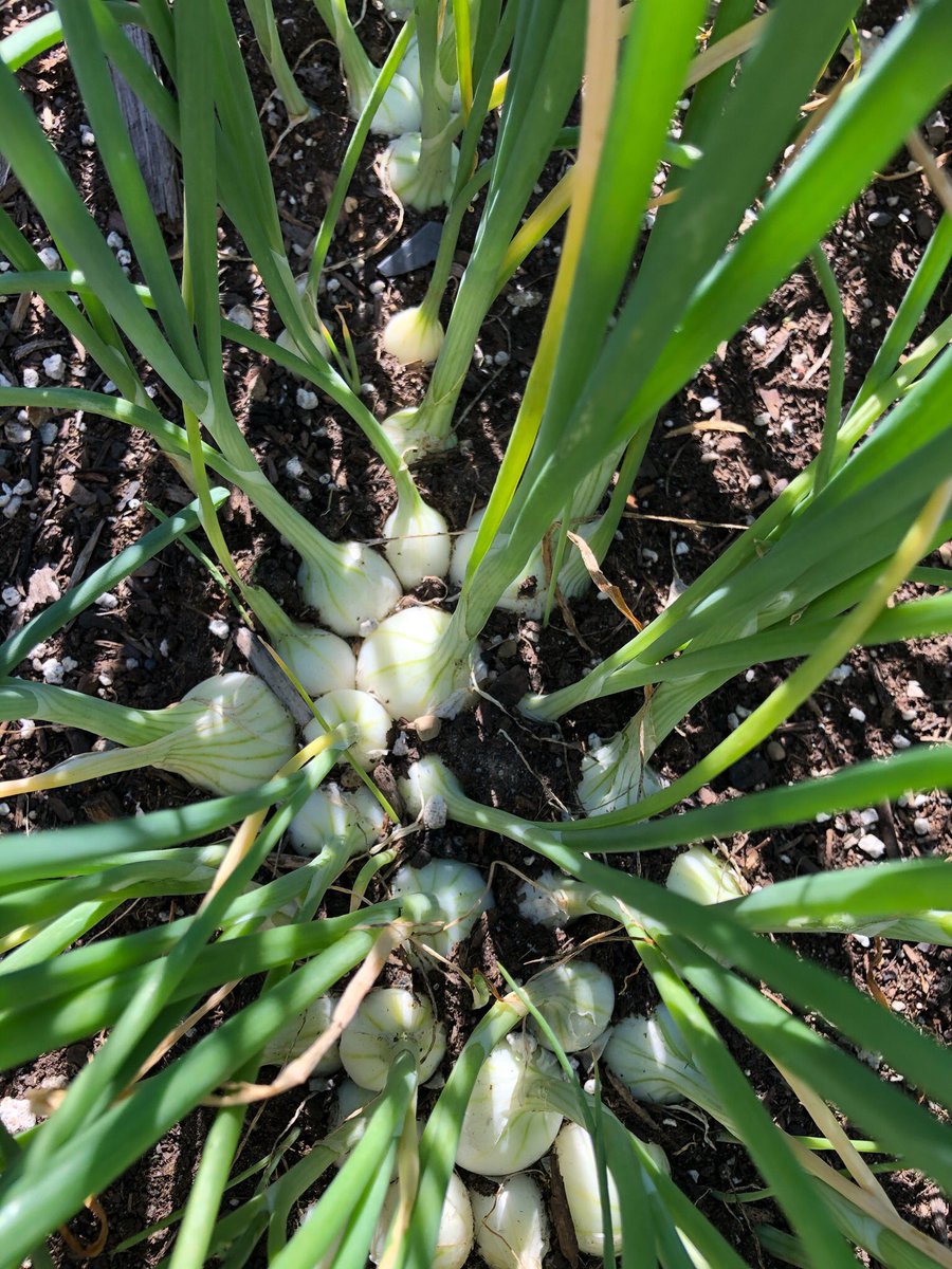 Man do these Pearl Onions look good!