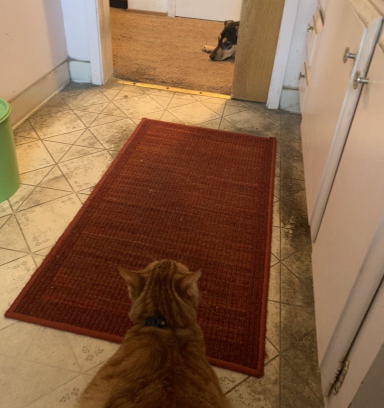 caboostergold's tweet photo. our 40 pound puppy is utterly intimidated by our 14 pound cat and it’s the funniest thing in the whole world. her horror has kept me sane during quarantine &amp; I can only hope it does the same for someone else https://t.co/IBfrrasDrh
