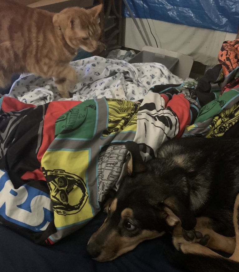 caboostergold's tweet photo. our 40 pound puppy is utterly intimidated by our 14 pound cat and it’s the funniest thing in the whole world. her horror has kept me sane during quarantine &amp; I can only hope it does the same for someone else https://t.co/IBfrrasDrh
