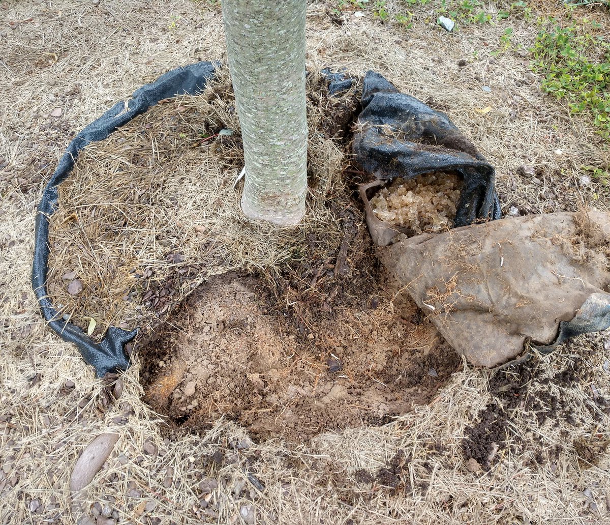 TreeDiaper (@treediaper) on Twitter photo A blog about #girdlingroots, #mulchvolcanoes and how TreeDiaper can help to prevent them. Showcasing with a case study at Taylor Park since 2013 <a href="/HanoverParksRec/">Hanover ParksRec</a>
treediaper.com/blog/ A blog about #girdlingroots, #mulchvolcanoes and how TreeDiaper can help to prevent them. Showcasing with a case study at Taylor Park since 2013 <a href="/HanoverParksRec/">Hanover ParksRec</a>
treediaper.com/blog/