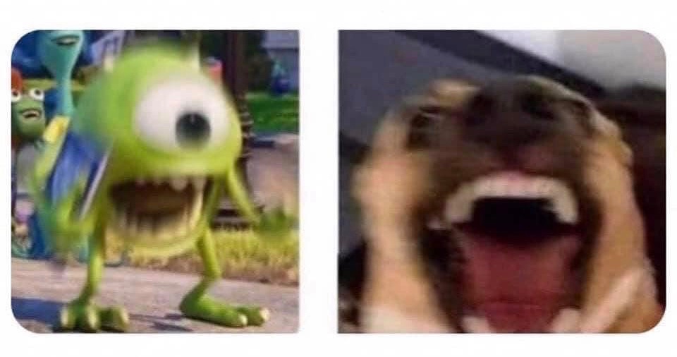 lauraparryy's tweet photo. Me and the patients dog when we haven’t seen each other for a few days: https://t.co/cduO5VeLyX