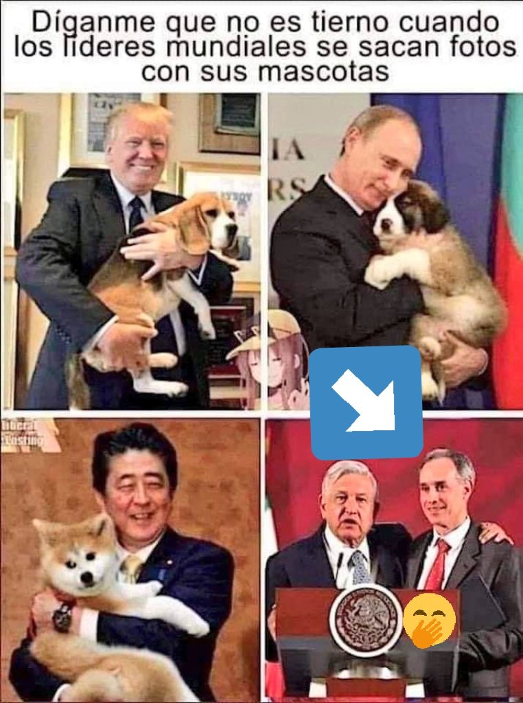 An_inmaculate's tweet photo. Aquí algunos líderes y sus mascotas, porque cualquier parecido con la realidad es pura coincidencia 😬🙄🤭😂 https://t.co/JpOgMGsOfJ