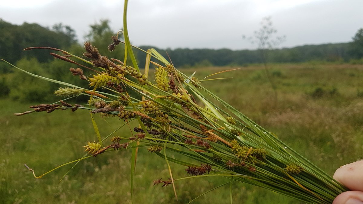 Morten DD tweet media