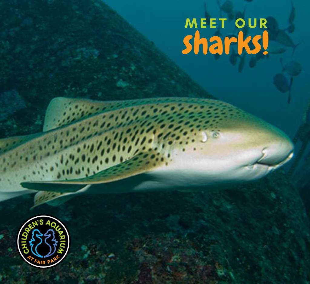 KidsAquarium's tweet image. Let's meet the sharks that call Children's Aquarium home 🌊 
This gorgeous creature is a #ZebraShark! Their long tails allow them to be more agile in the water. Zebra sharks are able to swim very quickly to catch their prey and evade predators!