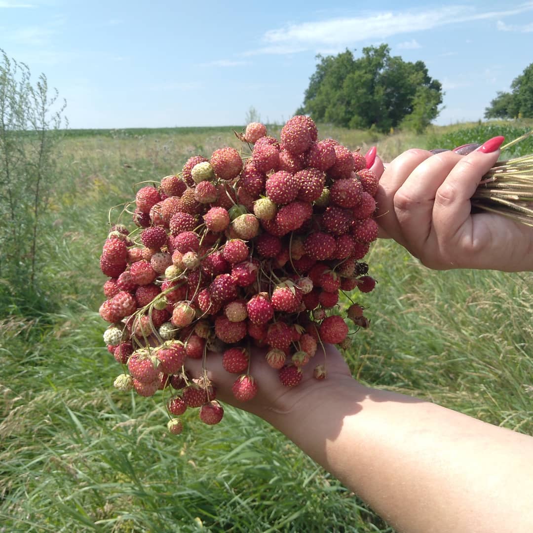 kolosok_logoped's tweet image. Земляничный сезон завершён....
#земляника2020
#готовимдома
#домашниезаготовки