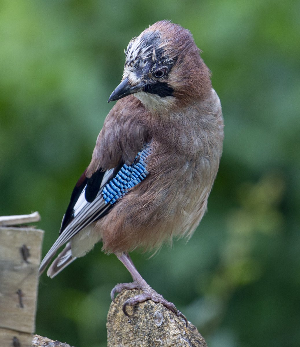 jezard's tweet image. Today’s #birdtable visitors included the usually shy #eurasianjay 
#birds #gardenbirds #jay #commonorgarden #wildlife #birdlife #birdspotting
