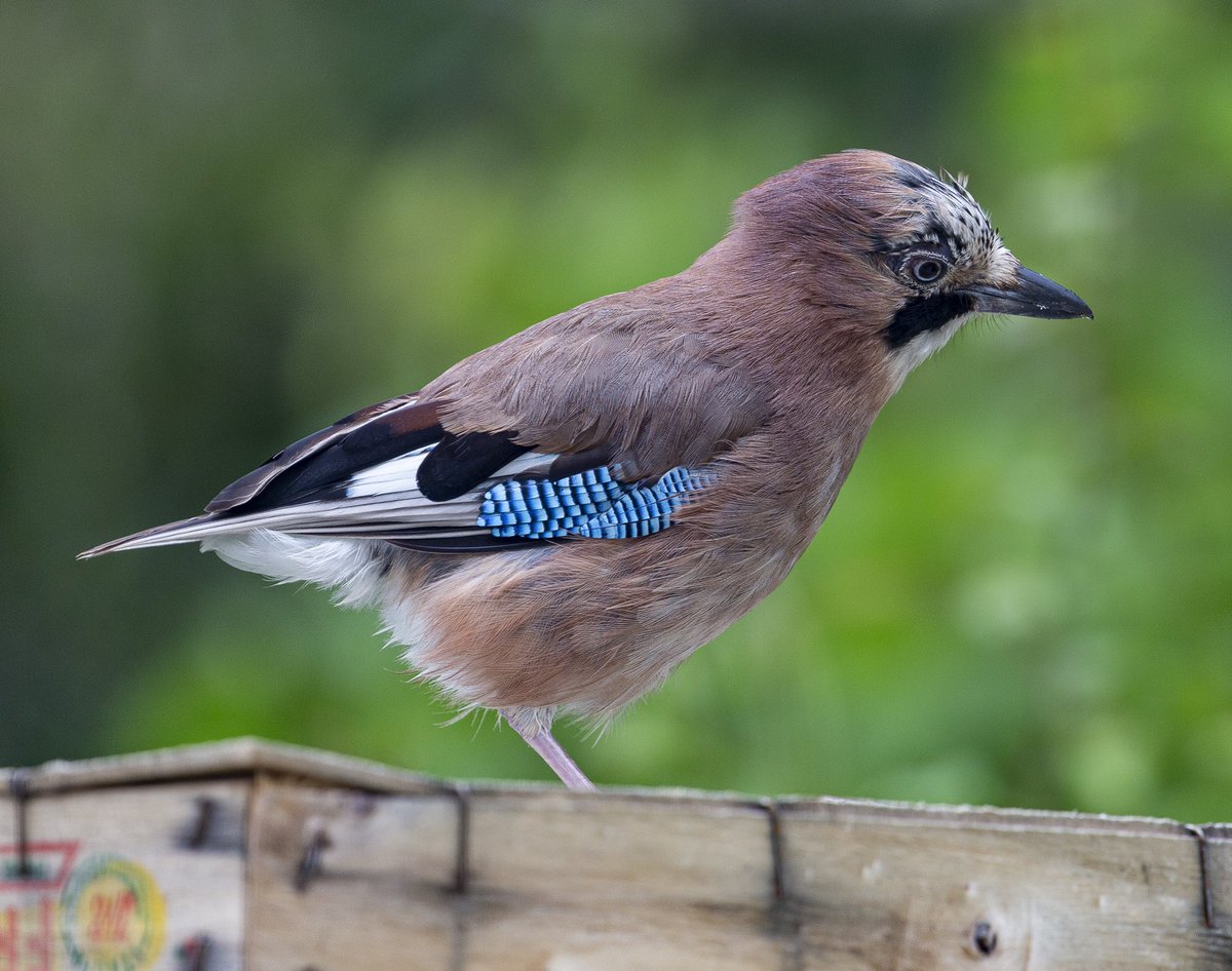 jezard's tweet image. Today’s #birdtable visitors included the usually shy #eurasianjay 
#birds #gardenbirds #jay #commonorgarden #wildlife #birdlife #birdspotting