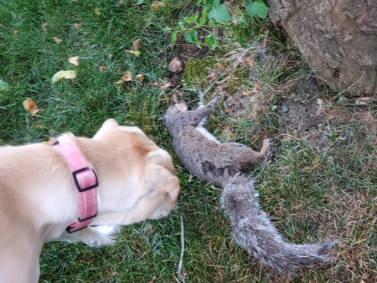 bryanspeckmann's tweet photo. Had this in my yard 2 nights ago and figured it was my dog's athleticism, but now @TWaddle87 has me worried about a plague! #stopit2020 @WaddleandSilvy @CarmenDeFalco https://t.co/A0ZKCabDhY