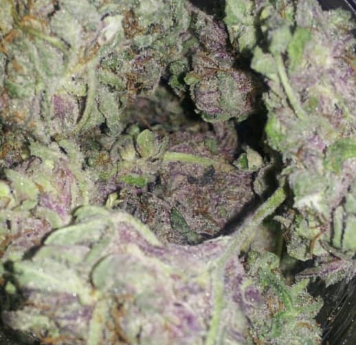 RonSmit69894521's tweet photo. Legendary Indica Strain Grand Daddy Purple. GDP is typically pulled off the shelf for consumers looking to combat pain, stress, insomnia, appetite loss, and muscle spasms. https://t.co/rKXOaVuBxB