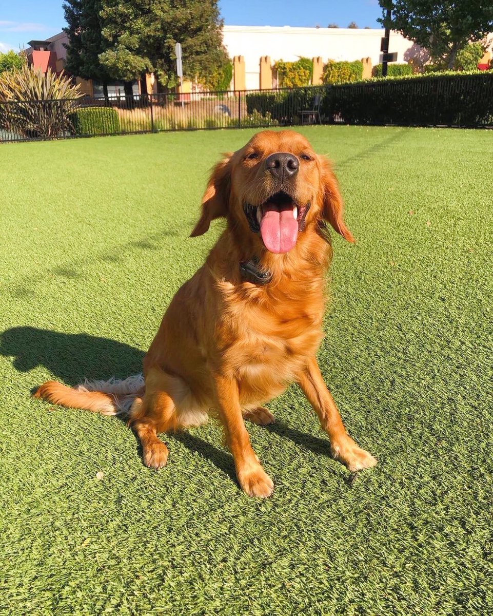 tropiclean's tweet photo. Sun's out, tongue's out! Don't mind us, we'll be enjoying this weather all week long. #tongueouttuesday #tonguesout #goldenretrieveroftheday #TropiClean #TropiCleanFresh
π· : https://t.co/4T83MXiHb6.lady on Instagram https://t.co/aIc5RBMFjn