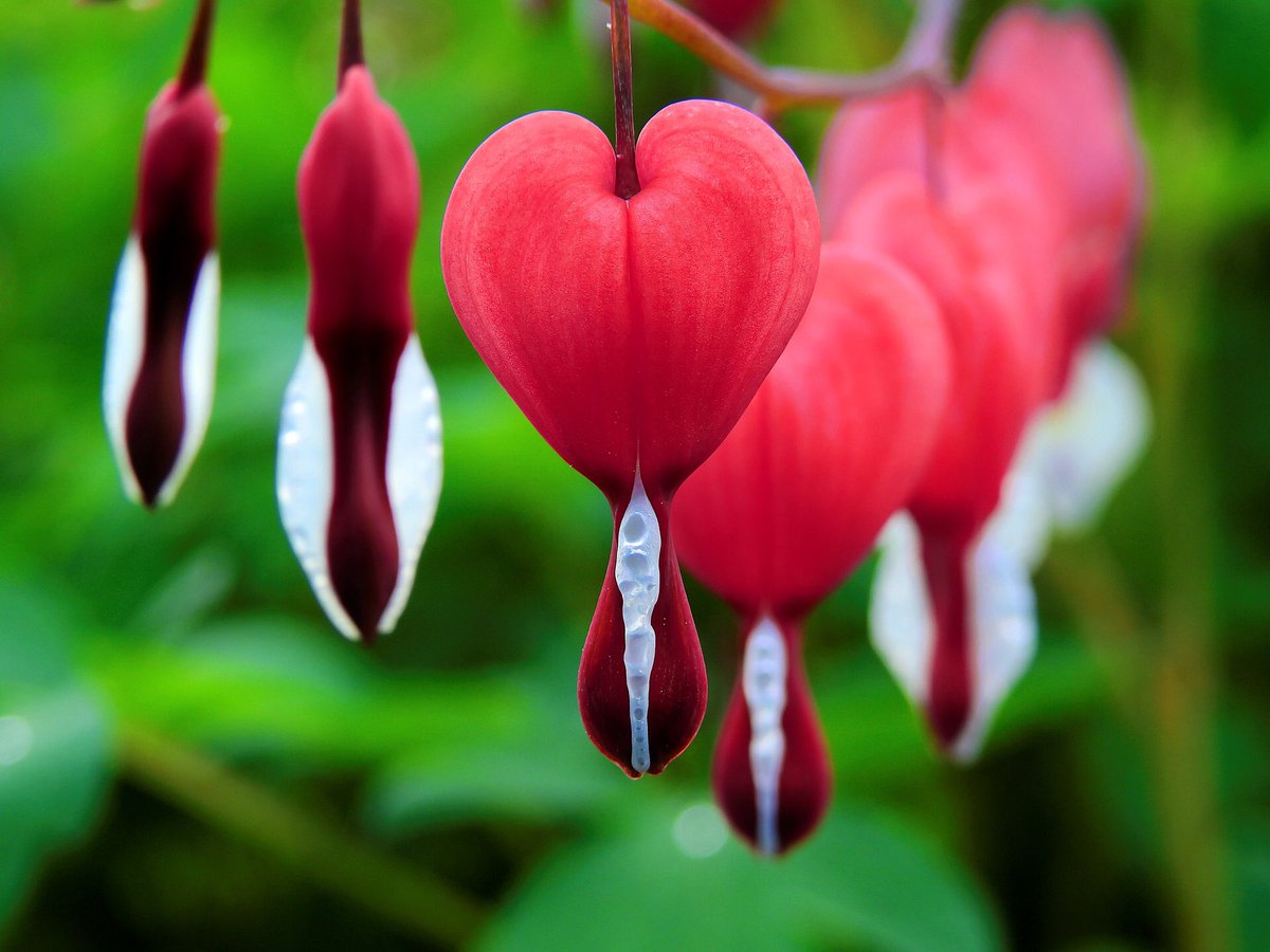 shibacrossing's tweet photo. Petition for bleeding heart flowers in animal crossing https://t.co/y0zmw8W4sp