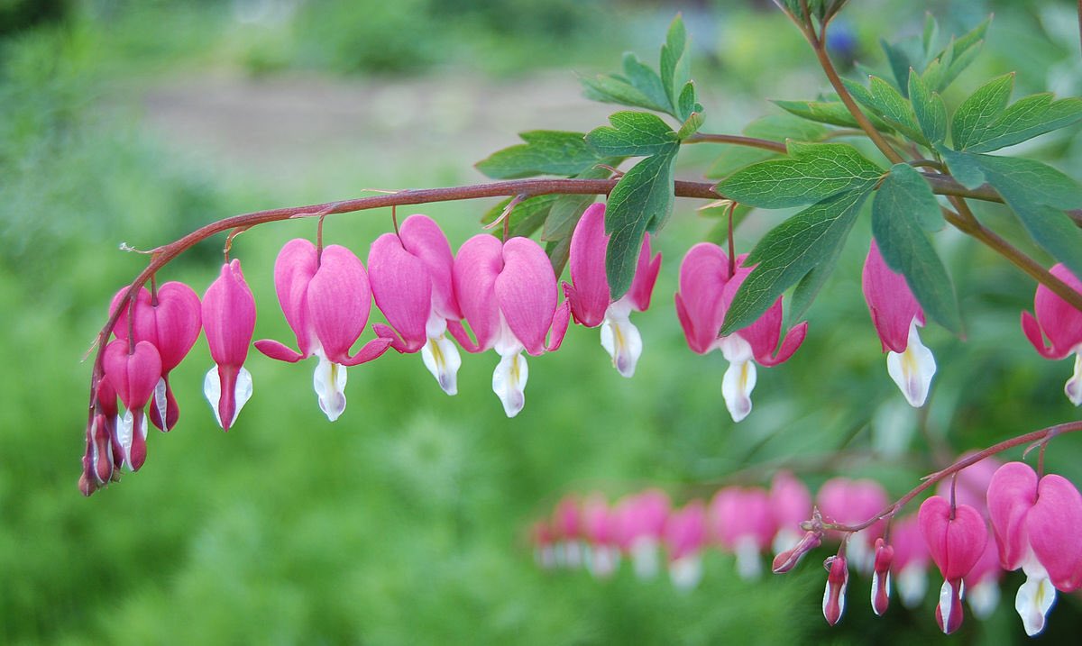 shibacrossing's tweet photo. Petition for bleeding heart flowers in animal crossing https://t.co/y0zmw8W4sp