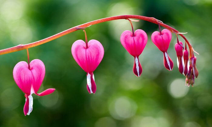 shibacrossing's tweet photo. Petition for bleeding heart flowers in animal crossing https://t.co/y0zmw8W4sp
