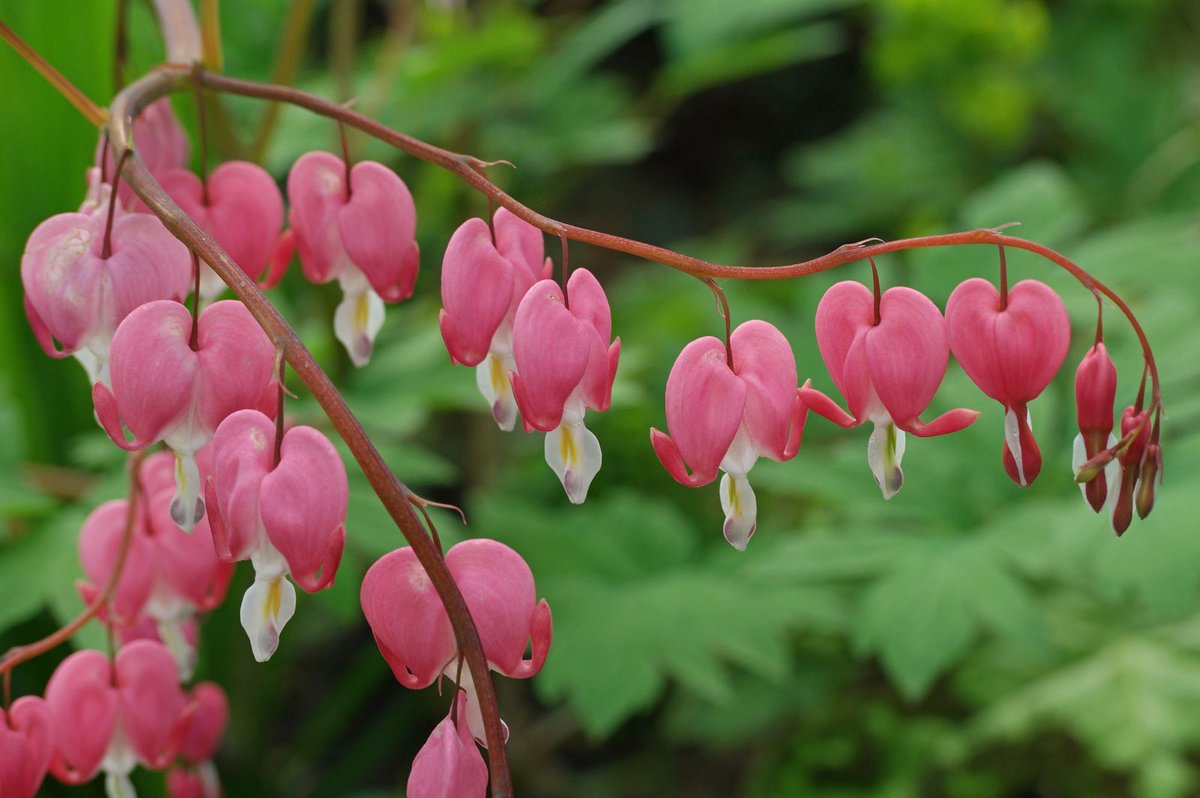 shibacrossing's tweet photo. Petition for bleeding heart flowers in animal crossing https://t.co/y0zmw8W4sp