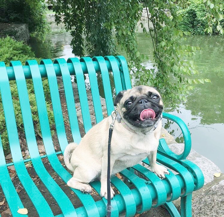 EvolvePetFood's tweet photo. #TongueOutTuesday never gets old! ๐
๐ธ :@ roxy.thepug
#TOT
#EvolvePets https://t.co/addLTPzWBb