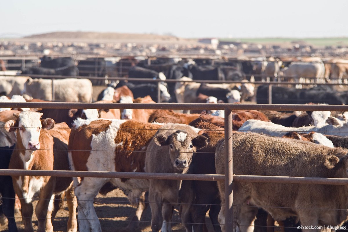 The cows who are killed for <a href="/BurgerKing/">Burger King</a> burgers come from feedlots like this one—nothing about this is sustainable. #WeDontBuyIt
