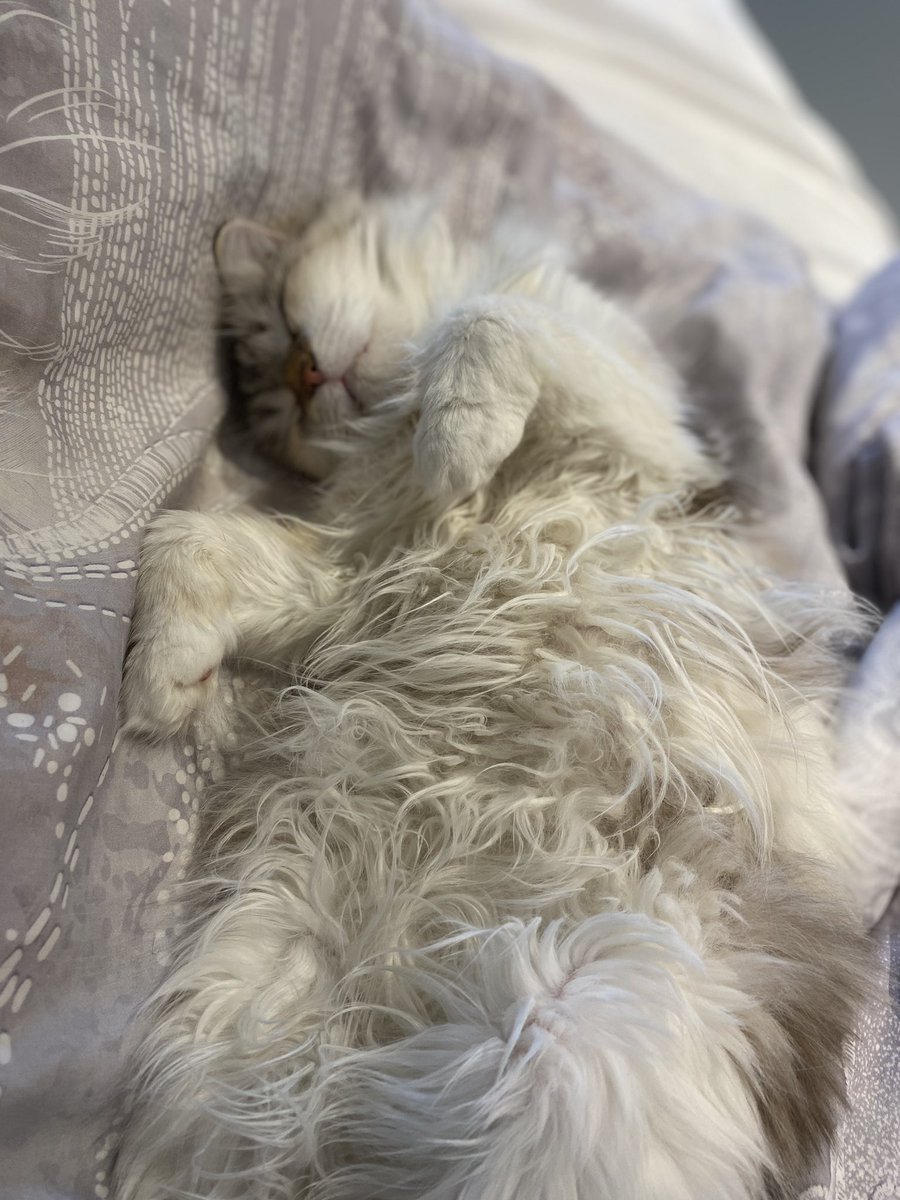 LavenderKot's tweet photo. #PetTrain with Fusia and Bianka! They are my most precious fur children ☺️

@AnnyLikanda @Candycap @AlizaLife @leo_harkness show me your kids 😁 https://t.co/CKR10NRdeE