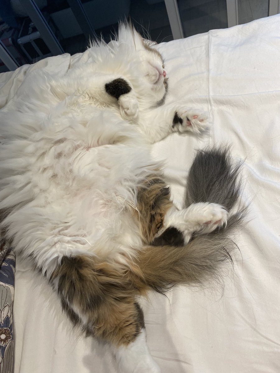 LavenderKot's tweet photo. #PetTrain with Fusia and Bianka! They are my most precious fur children ☺️

@AnnyLikanda @Candycap @AlizaLife @leo_harkness show me your kids 😁 https://t.co/CKR10NRdeE