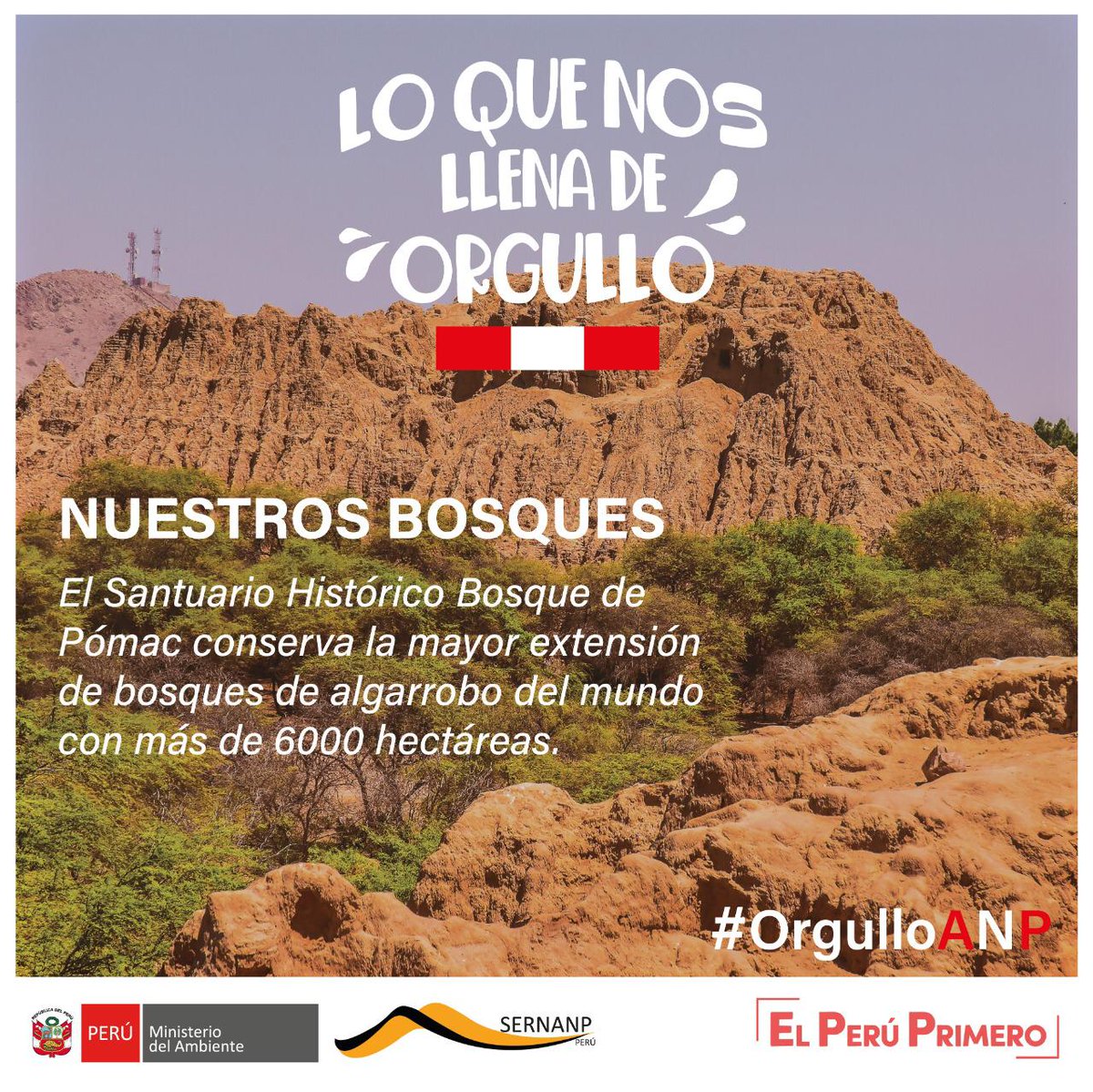 SERNANP's tweet photo. 💚 #OrgulloANP es nuestro Santuario Histórico Bosque de Pómac (Lambayeque) en el que se conserva la mayor y mejor conservada extensión de bosques de algarrobo en el mundo.🌳🌳🌱
#FiestasPatrias 🇵🇪 https://t.co/8qjG2gVUnQ