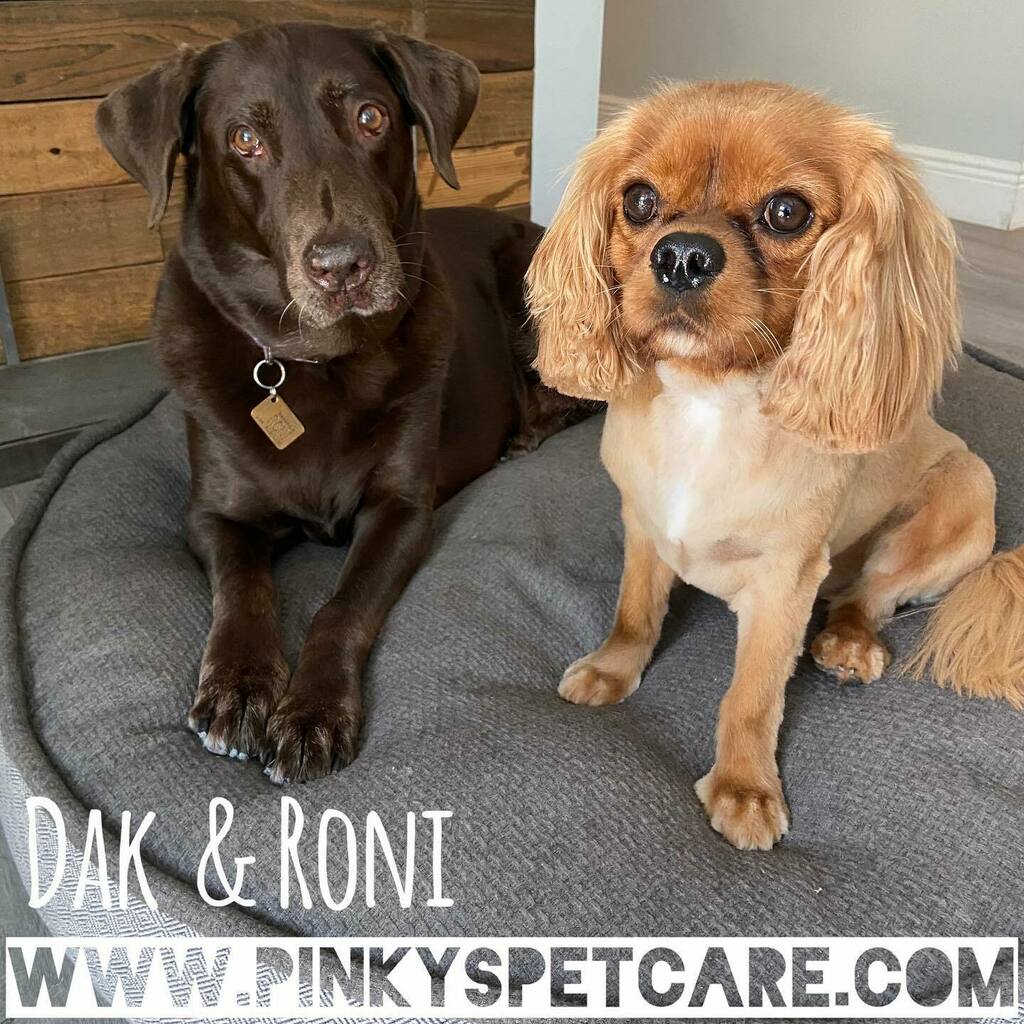 Pinkyspetcare tweet picture
