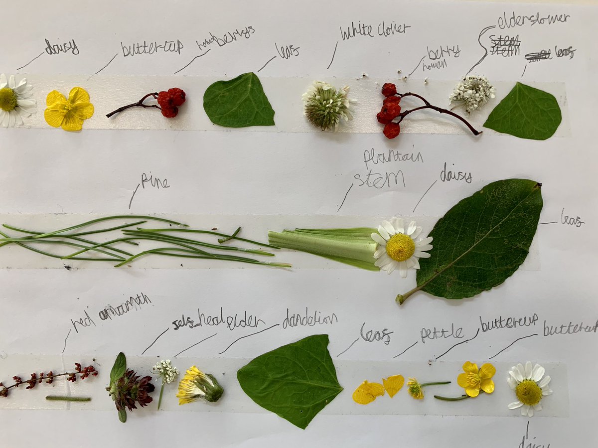 ellen2607's tweet photo. Such a mindful afternoon, exploring the nature within the school grounds. The children were focused, calm and engaged 💚 
.
.
.
.
#outdoorlearning #LINE #learningthroughnature #bioblitz #floweringweeds #nature #scavengerhunts #primaryeducation #year4 #edutwitter https://t.co/AZxr4cxH41