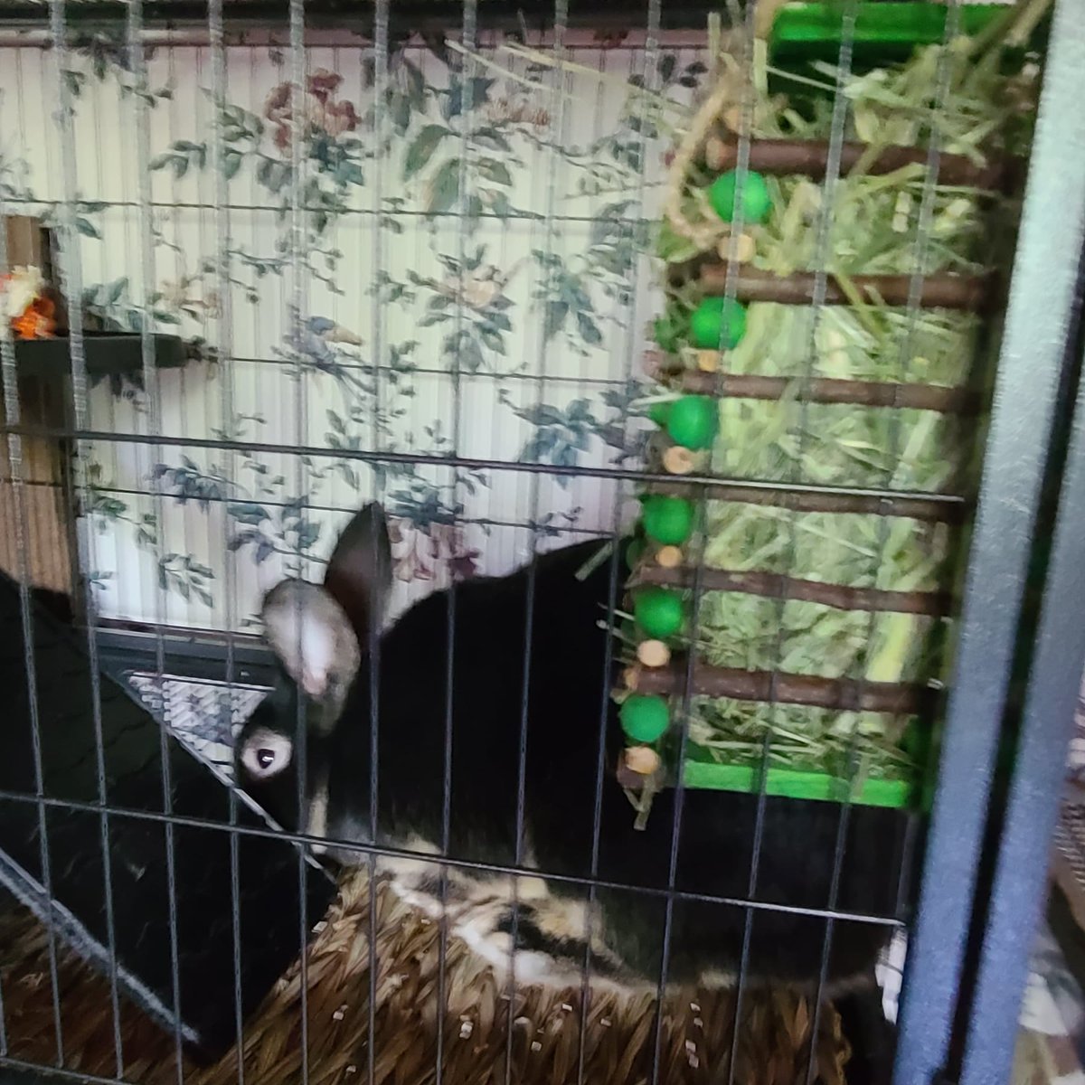 clan_ironwolf's tweet photo. The bunny is up and running pop by hos stream to say hi https://t.co/mo8ITPYhRk