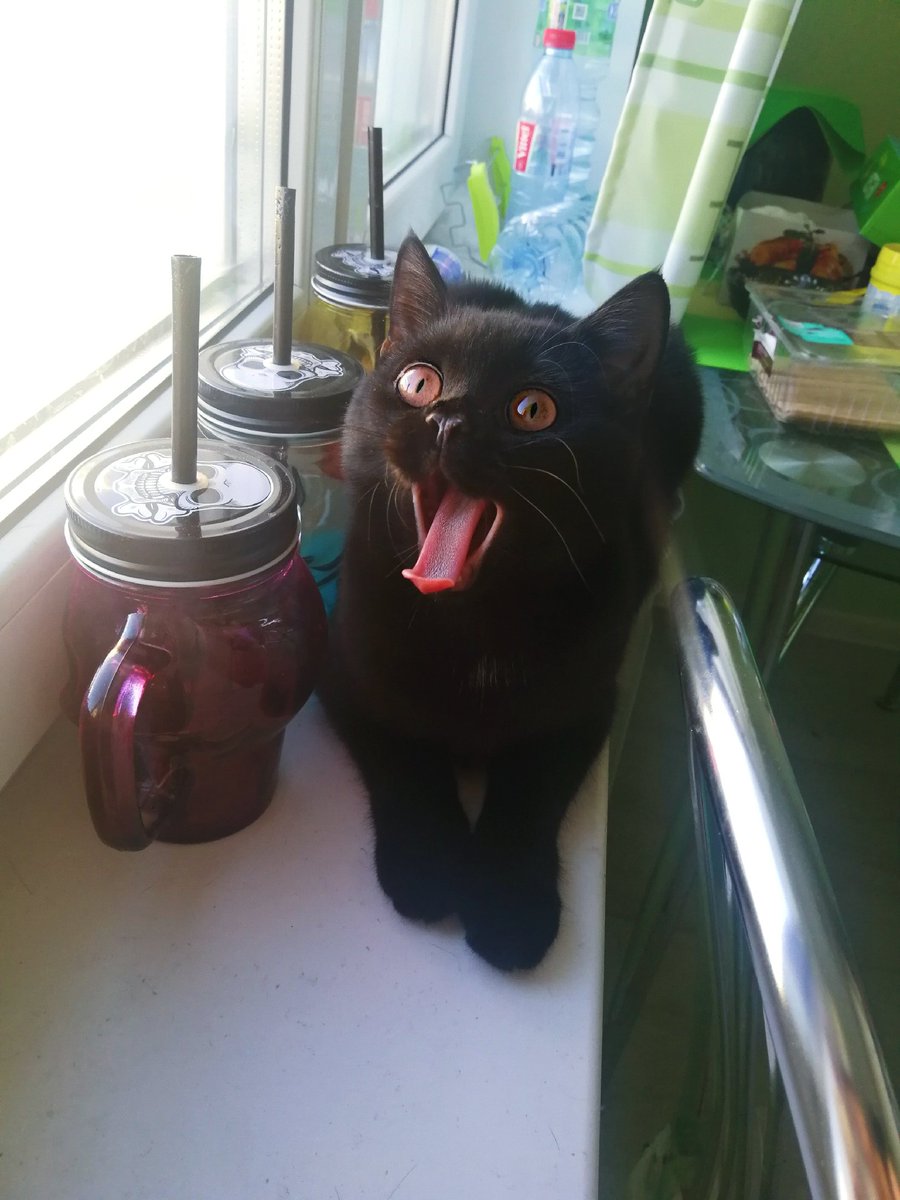 AnnyLikanda's tweet photo. #PetTrain with Luna, a cute furball of darkness. She is my personal precious demon 😂😈✨ https://t.co/Oi2JpewcFQ