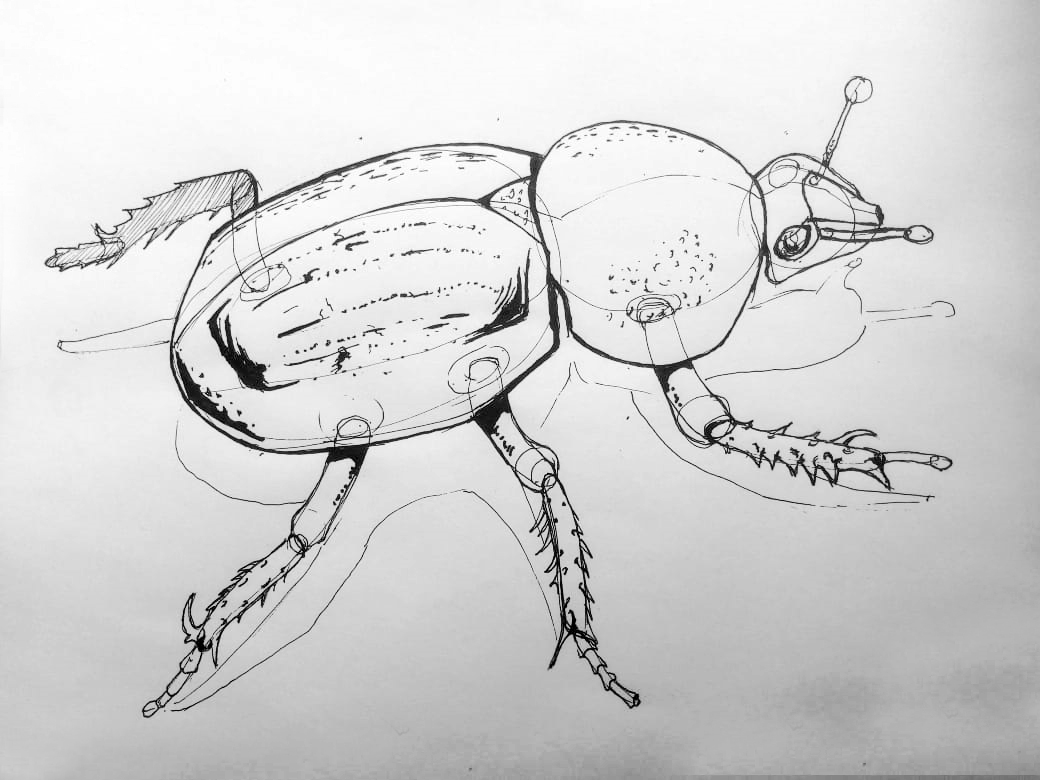Beetle drawing study