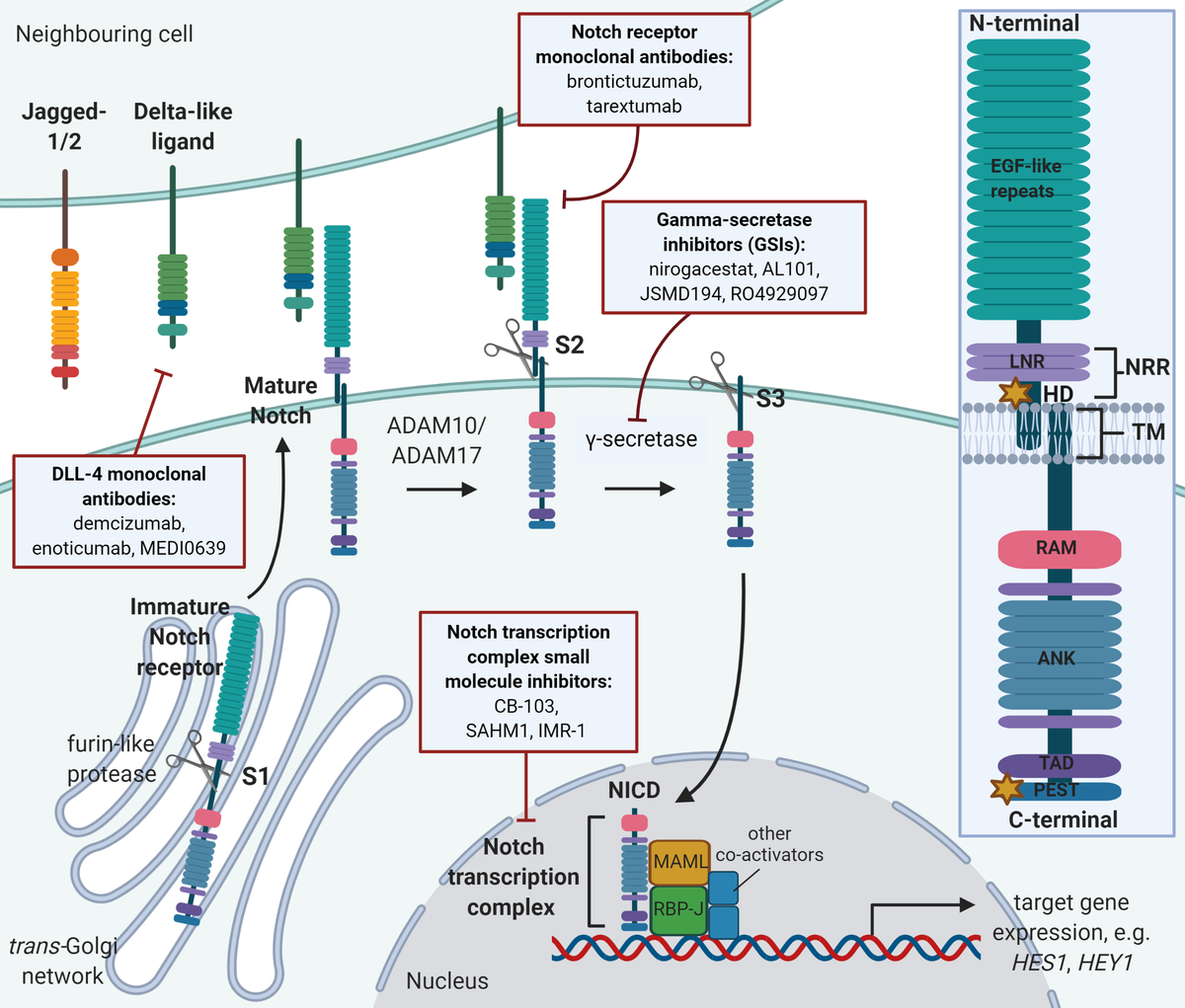 Cells_MDPI's tweet photo. Moore et al. @IrishCtrVascBio in their #review provide a comprehensive overview on the current understanding of the complex role #Notch plays in #cancer and an update on efforts to target this pathway. More at https://t.co/zMSlF61dfF. @UTS_Science @MDPIOpenAccess #CancerStemCells https://t.co/U4z32J1oJm