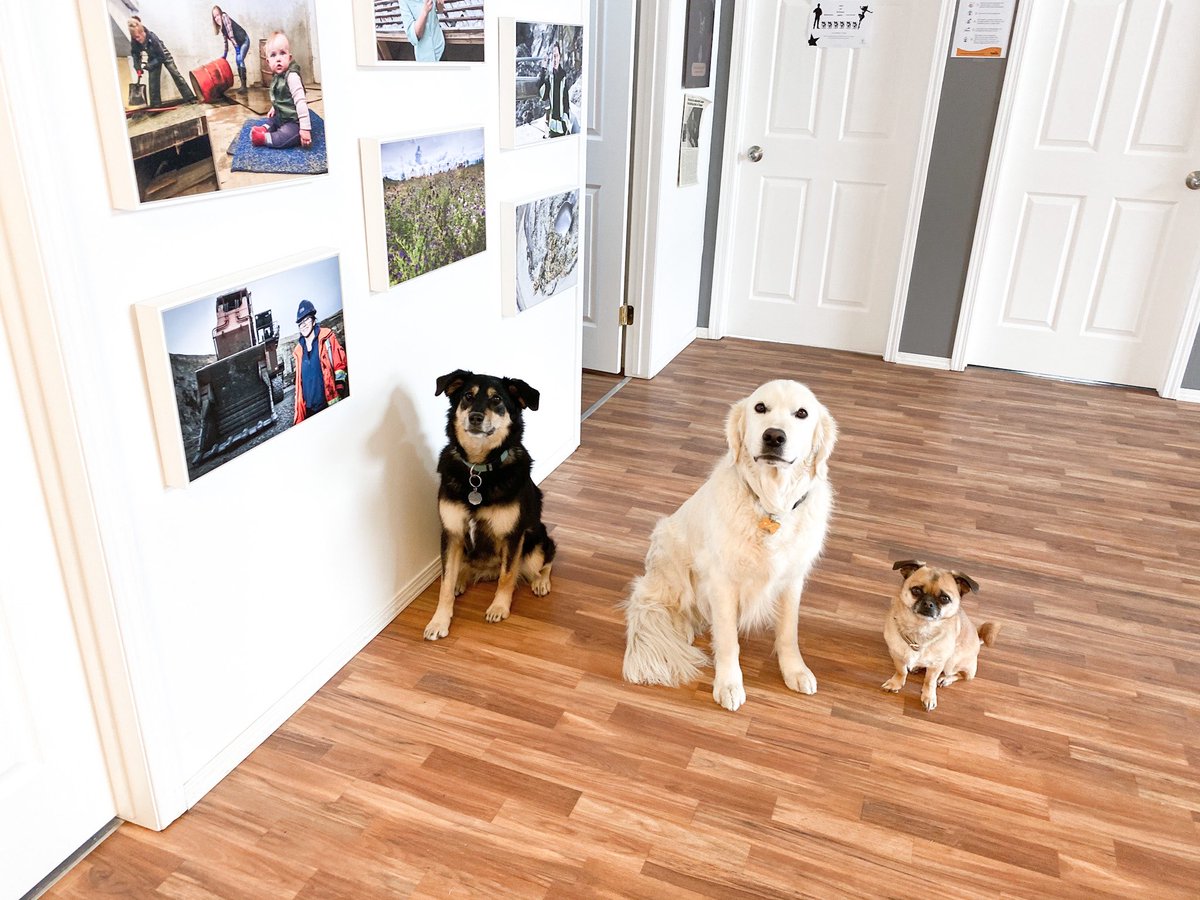 InvestYukon's tweet photo. Stay six #investyukon dogs apart #safesix #officepups #bossdogs https://t.co/56VMvZfBZX