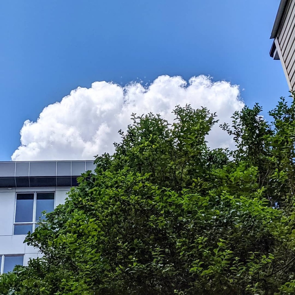 Cloud and tree.

#jerseycity 
#jcheights 
#07307
#ilikedthecolors
#urbex 
#cloudandtree
#urbanscape
#googlepixel3a
#teampixel
#photoobserve
#eyeshotmag
#burnmyeye
#eyeshotmag
#lenculturestreets
#ourstreets
#thisaintartschool instagr.am/p/CColc2TjOtY/