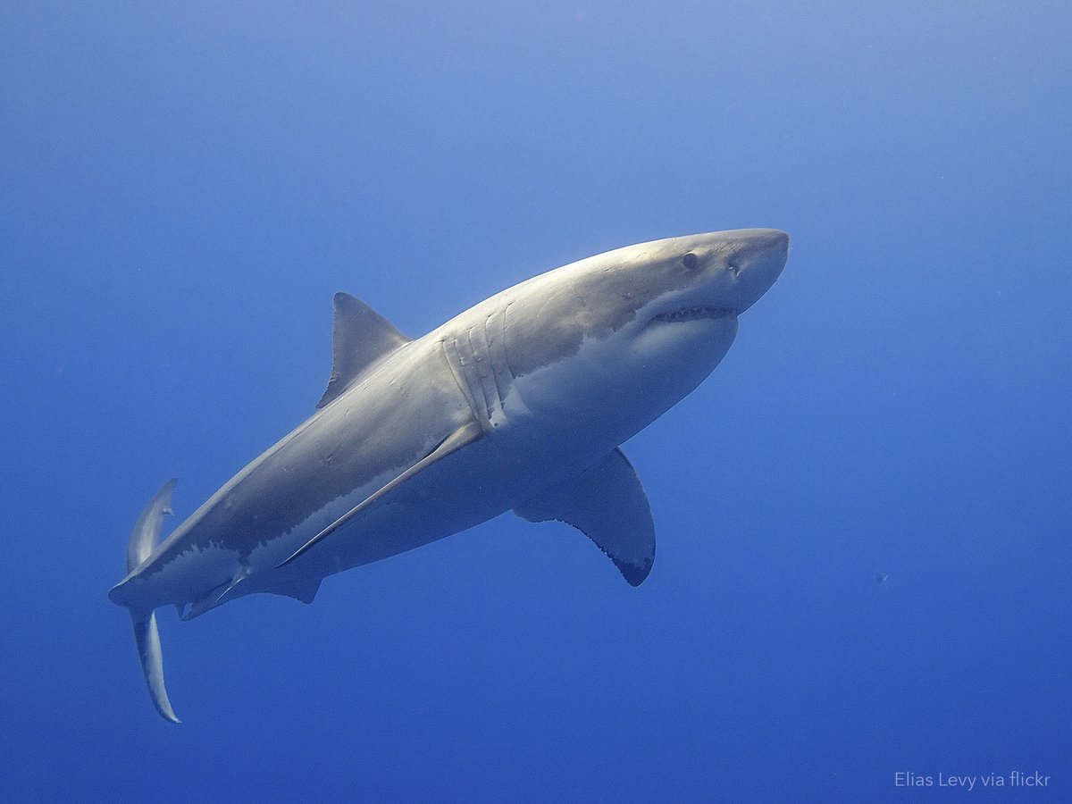 OCEARCH's tweet photo. Looking for a fun way to celebrate this #SharkAwarenessDay? Check out these cool STEM learning activities you can use to take your shark knowledge to the next level! Thanks to OCEARCH education ambassador @Linds4Fins for putting these together https://t.co/S4BuA3LKvS https://t.co/7PyCGnVU2l