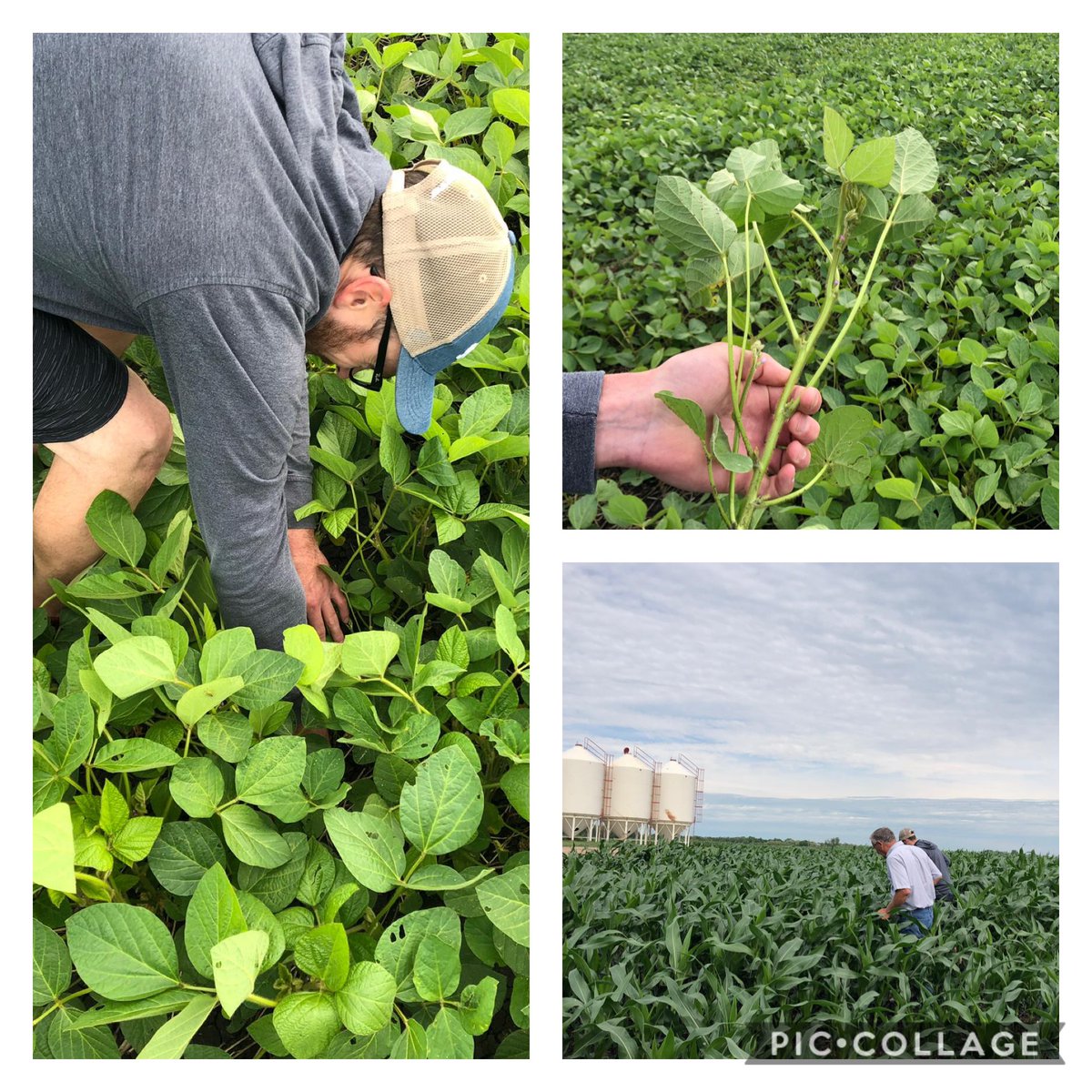 SevitaWest's tweet photo. Touring fields with Catellier Seed Service looking at HZ797 a consistent silage choice and Sevtia’s 007XT. Thanks to Talbot, always an educational experience when Talbot walks fields with our valued dealers and Ceres Global @Sevita_PROSeeds @HORIZON_SEEDS https://t.co/OGO02wW1gY