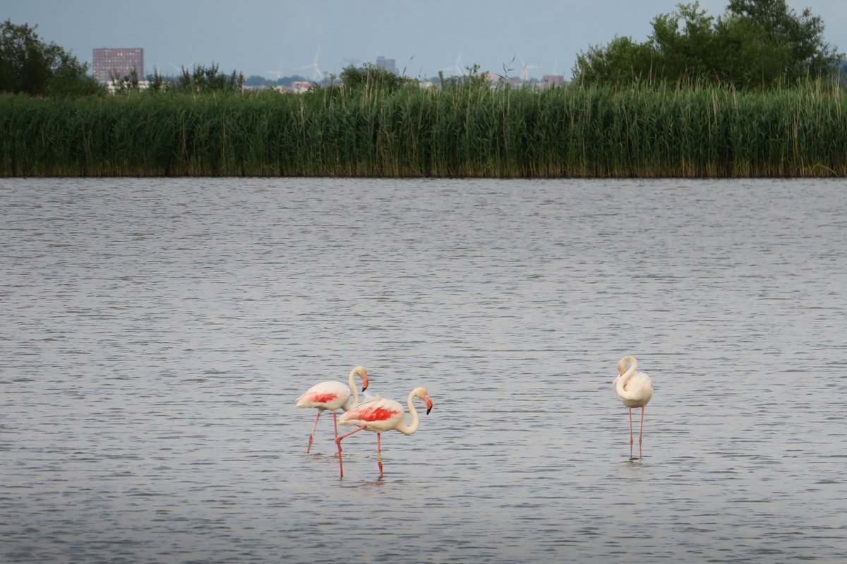 Toch ook maar even zelf gekeken bij de Spaanse flamingo's in polder IJdoorn. Bijzonder gezicht, zo in onze eigen achtertuin aan de rand van het Markermeer <a href="/NatureTodayNL/">NatureTodayNL</a> <a href="/vogelnieuws/">Vogelbescherming NL</a> <a href="/VroegeVogels/">Vroege Vogels</a> @Natuurmonument @HetBlauweHart