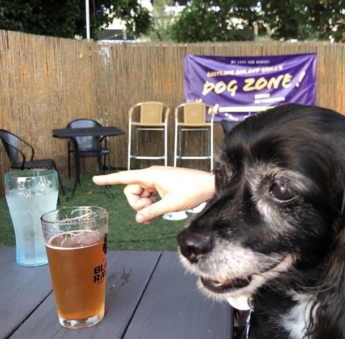 eastlakegrill's tweet image. Time to come out and play at the brand new Eastlake Dog Zone! #PawApproved #Seattle #Dogs #PNW ☀️😎🐾🍻