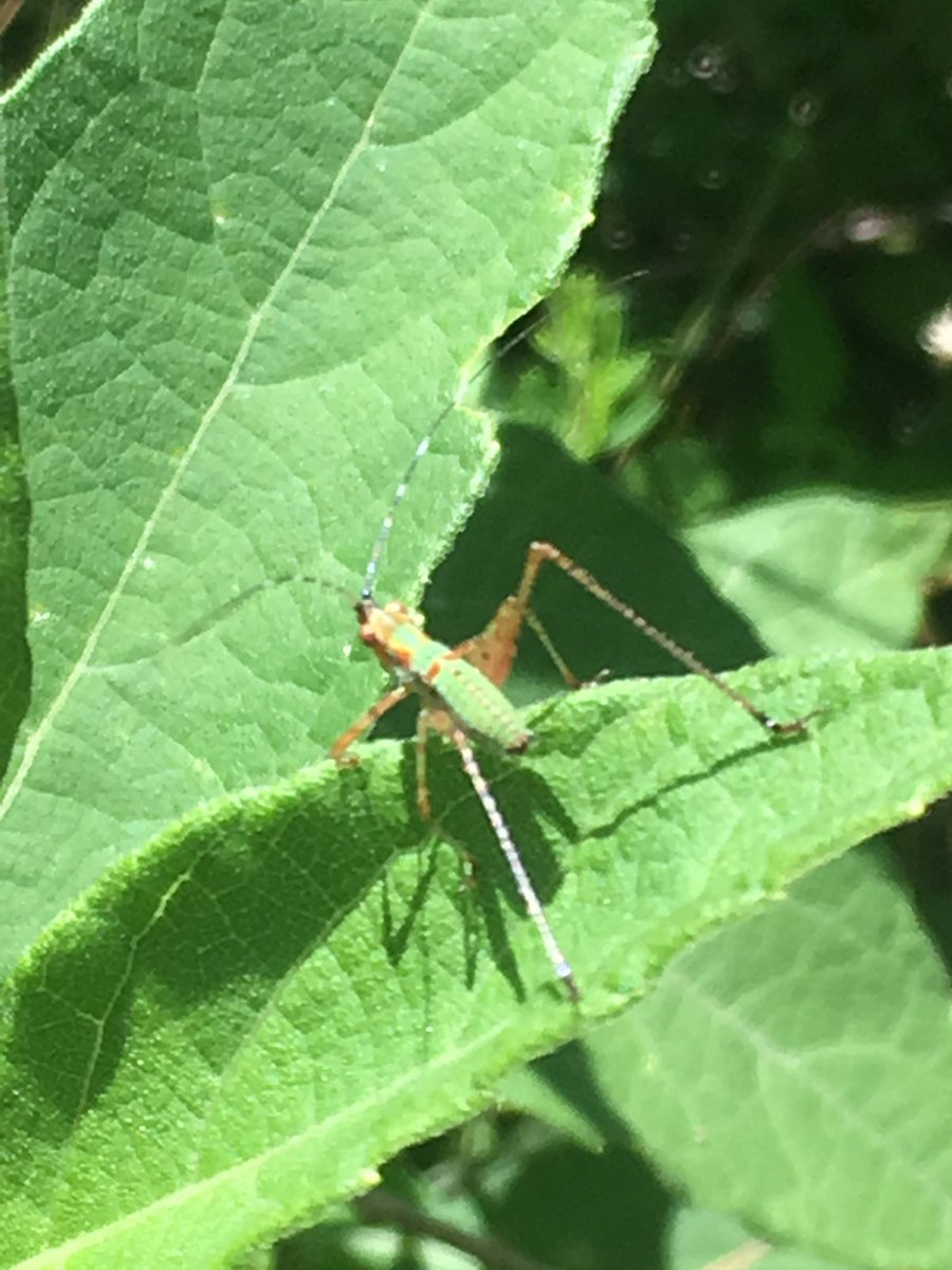 SethDranes's tweet photo. And every time I go looking I always find a bug I've never seen before. https://t.co/GgpvkBJG6x