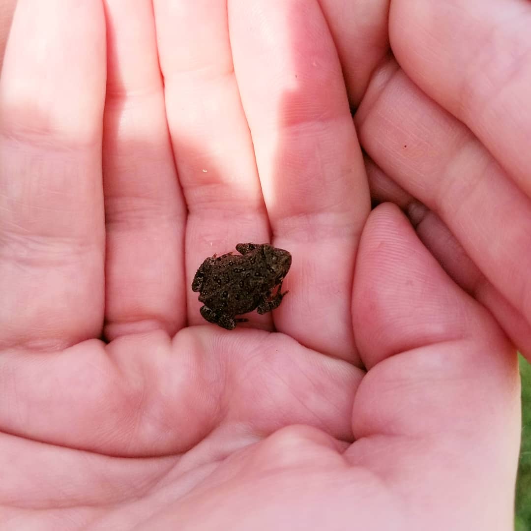 CenterPoint_IA's tweet photo. Found this little guy at Fross Park! Can you find him? https://t.co/49cGzymWVh