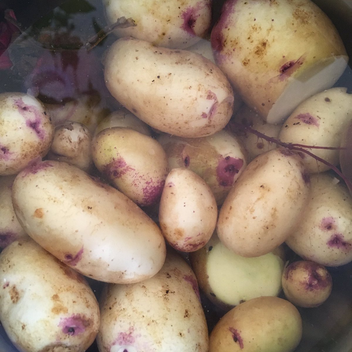 paulinedaniels's tweet photo. My homegrown #potatoes #peas #courgettes #suppertonight https://t.co/pSZT0oWa0W