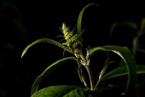 MikeBisson11's tweet photo. I couldn't resist this Buddleia in the garden tonight #macro_perfection #Flowers #buddleia #nature #naturelovers https://t.co/PddYJKLmrQ