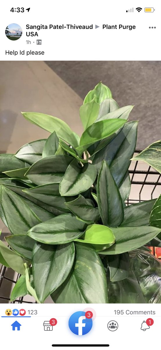 gldehaven's tweet photo. Dear @Wegmans all of us plant people have lost our minds. And this plant is usually $100+ https://t.co/sJWrmhR0lY
